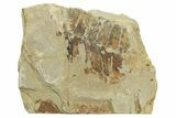 Fern (Pecopteris) Fossil - Mazon Creek #262562-1